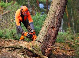 Best Seasonal Cleanup (Spring/Fall)  in Bourbon, IN