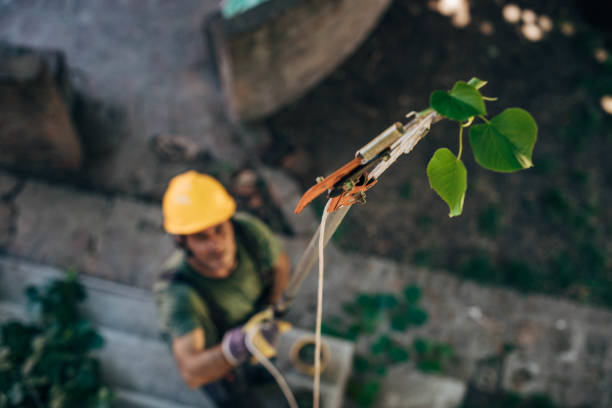 Best Hazardous Tree Removal  in Bourbon, IN